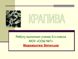 Крапива