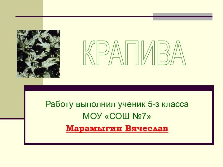 Работу выполнил ученик 5-з классаМОУ «СОШ №7»Марамыгин Вячеслав КРАПИВА