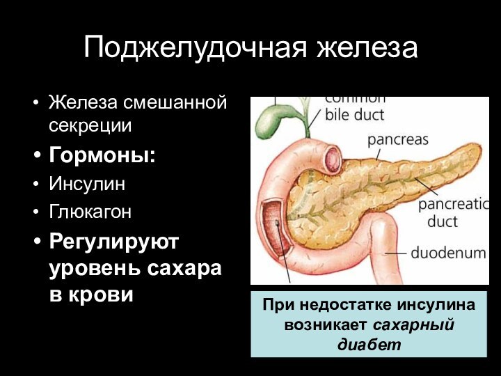 Поджелудочная железаЖелеза смешанной секрецииГормоны:ИнсулинГлюкагонРегулируют уровень сахара в кровиПри недостатке инсулина возникает сахарный диабет