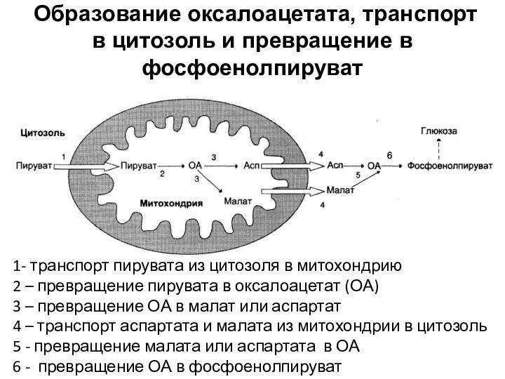 Образование оксалоацетата, транспорт в цитозоль и превращение в фосфоенолпируват1- транспорт пирувата из