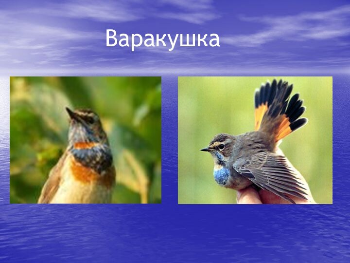 Варакушка