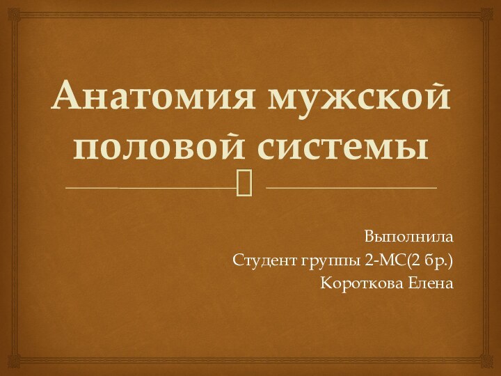 Анатомия мужской половой системыВыполнилаСтудент группы 2-МС(2 бр.)Короткова Елена