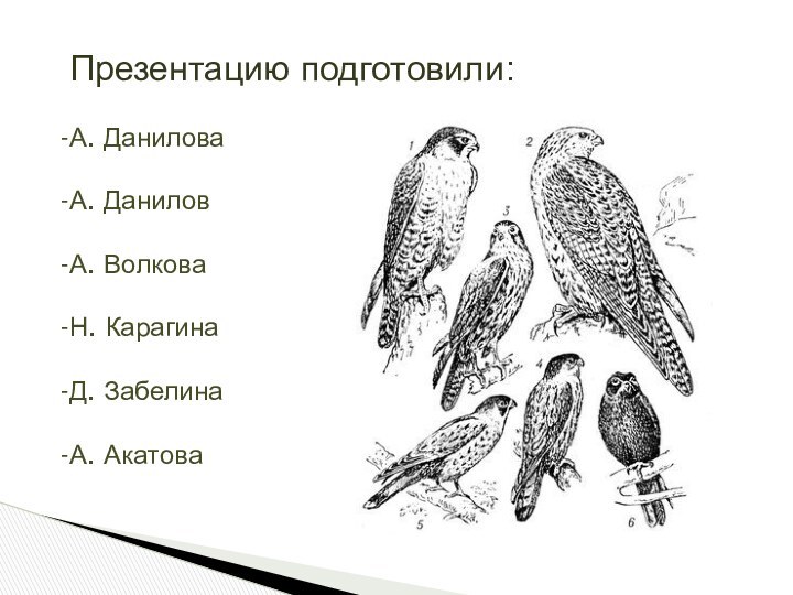 Презентацию подготовили:А. ДаниловаА. ДаниловА. ВолковаН. КарагинаД. ЗабелинаА. Акатова