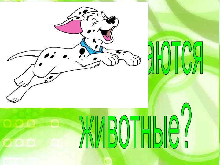 Как питаютсяживотные?