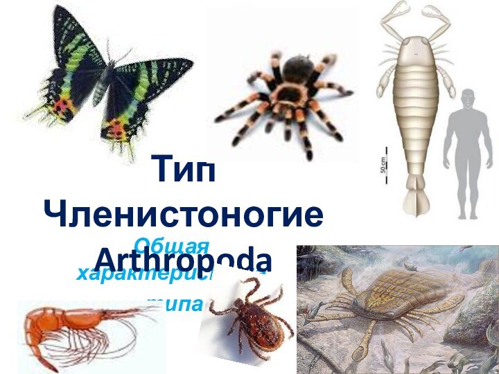 Общая характеристика типаТип Членистоногие  Arthropoda