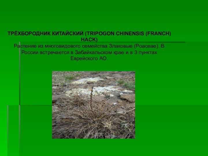 ТРЁХБОРОДНИК КИТАЙСКИЙ (TRIPOGON CHINENSIS (FRANCH) HACK)Растение из многовидового семейства Злаковые (Poaceae). В