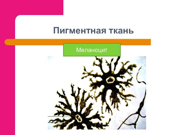 Пигментная тканьМеланоцит