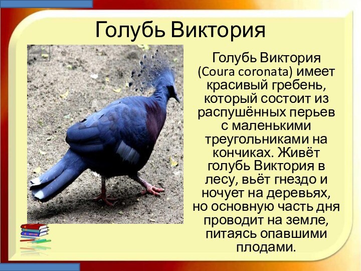 Голубь ВикторияГолубь Виктория (Coura coronata) имеет красивый гребень, который состоит из распушённых