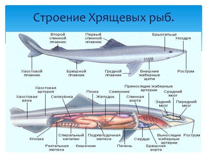 Строение Хрящевых рыб.