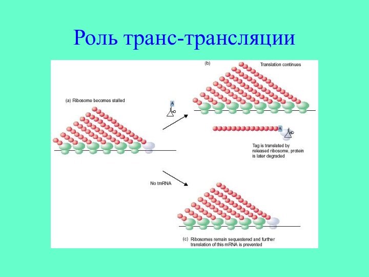 Роль транс-трансляции