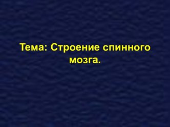 Строение спинного мозга