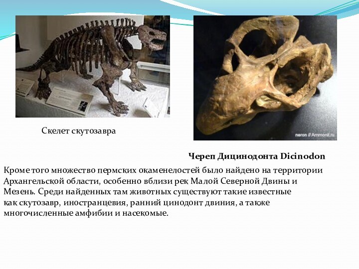 Кроме того множество пермских окаменелостей было найдено на территории Архангельской области, особенно