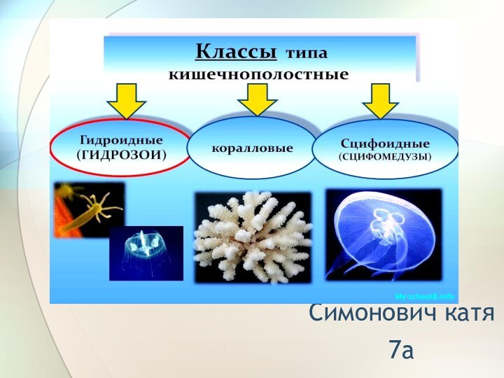 Симонович катя 7а