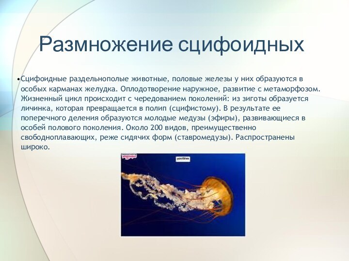 Размножение сцифоидныхСцифоидные раздельнополые животные, половые железы у них образуются в особых карманах