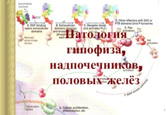 Патология гипофиза, надпочечников, половых желёз