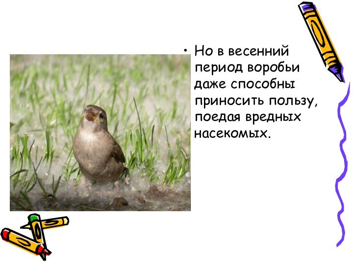 Но в весенний период воробьи даже способны приносить пользу, поедая вредных насекомых.