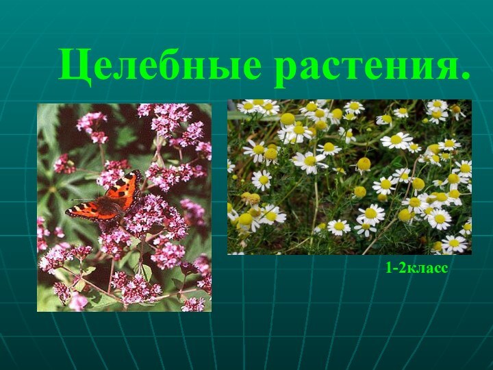 Целебные растения.        1-2класс