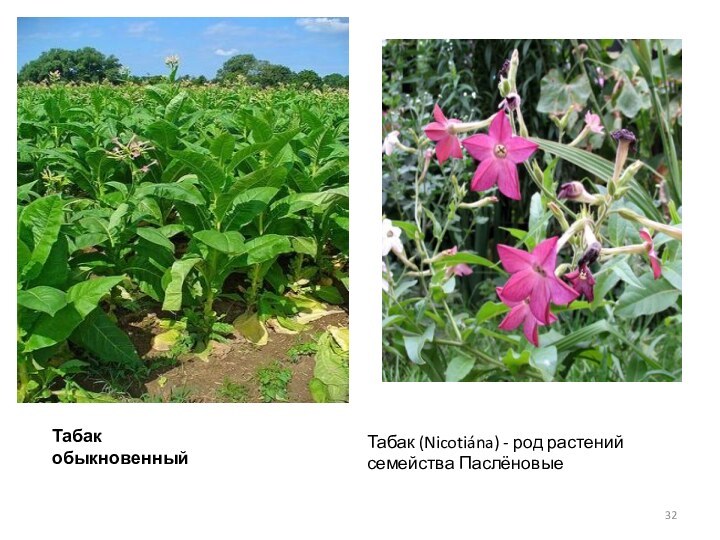 Табак обыкновенныйТабак (Nicotiána) - род растений семейства Паслёновые