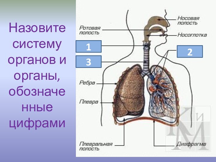 Назовите систему органов и органы, обозначенные цифрами123