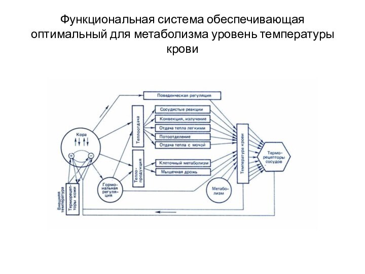 Функциональная система обеспечивающая оптимальный для метаболизма уровень температуры крови