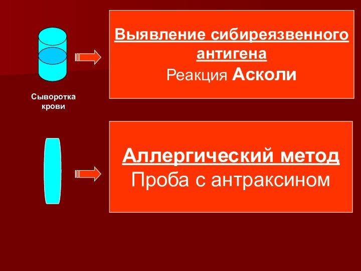 Аллергический методПроба с антраксиномВыявление сибиреязвенногоантигенаРеакция АсколиСыворотка крови