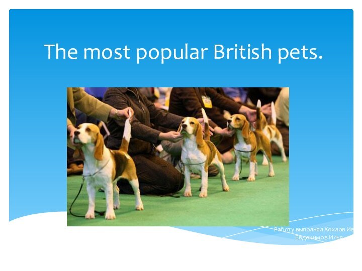 The most popular British pets.Работу выполнял Хохлов Иван и Евдокимов Илья.Класс 6В.