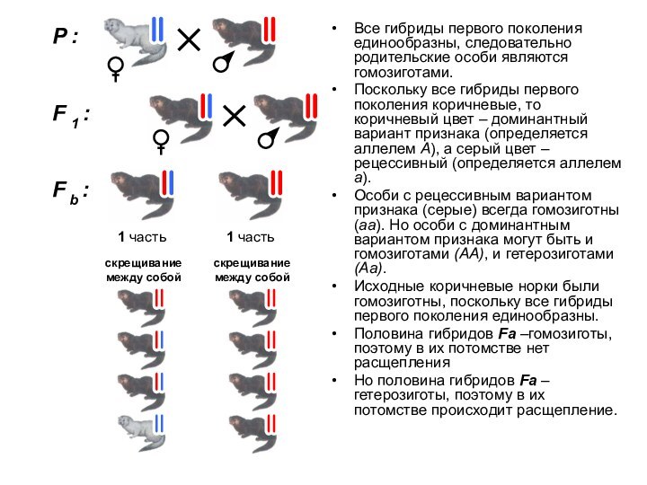 Все гибриды первого поколения единообразны, следовательно родительские особи являются гомозиготами. Поскольку все