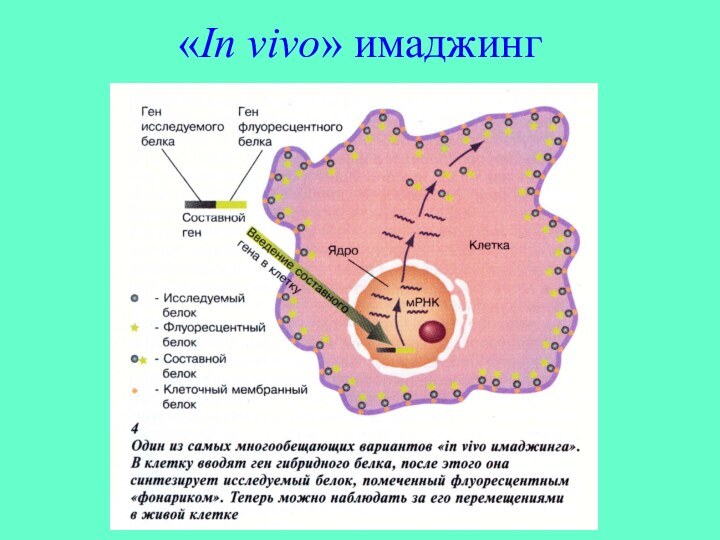 «In vivo» имаджинг