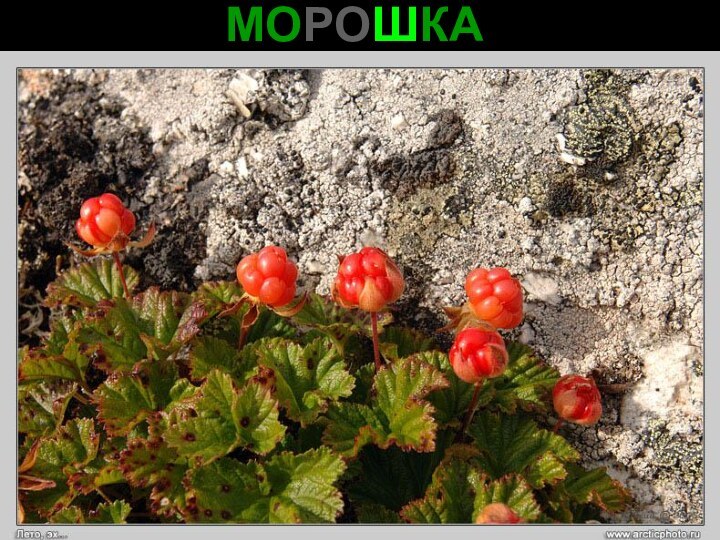 МОРОШКА