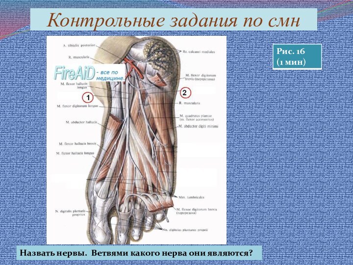 Контрольные задания по смнНазвать нервы. Ветвями какого нерва они являются?