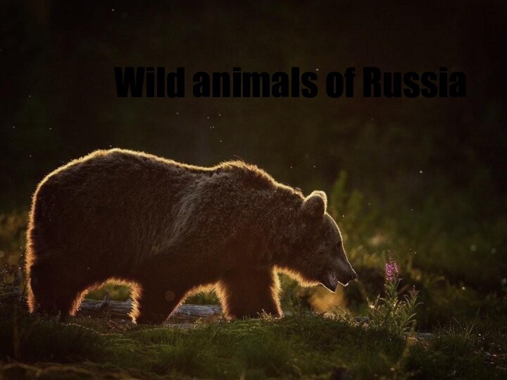 Wild animals of Russia