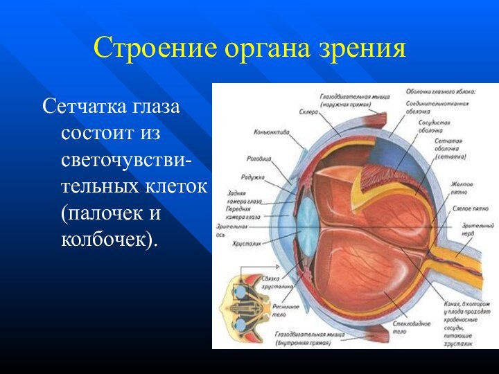 Строение органа зренияСетчатка глаза состоит из светочувстви-тельных клеток (палочек и колбочек).