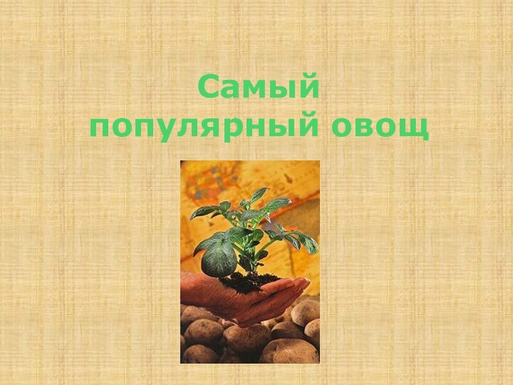 Самый  популярный овощ