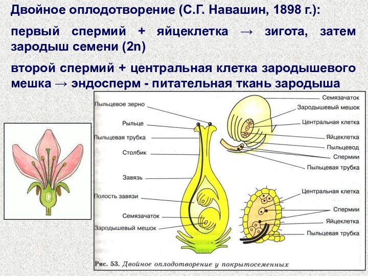 Двойное оплодотворение (С.Г. Навашин, 1898 г.):первый спермий + яйцеклетка → зигота, затем