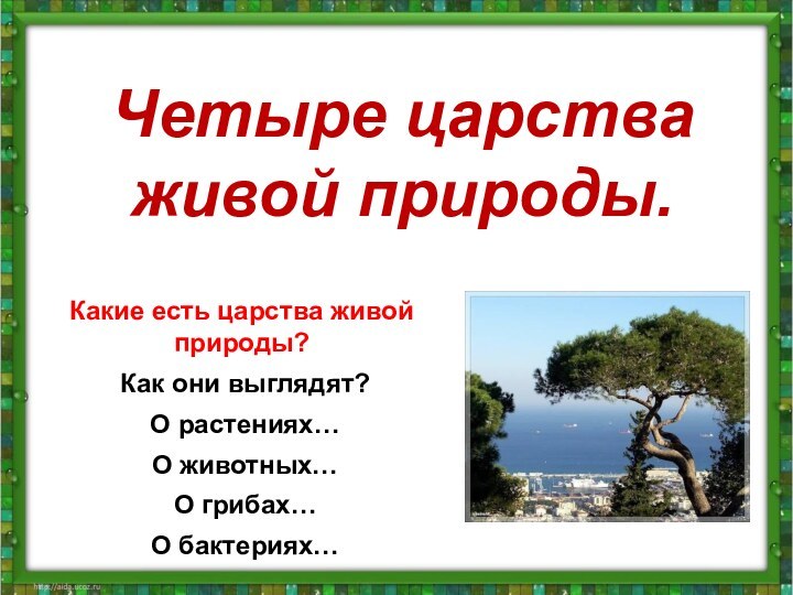 Четыре царства живой природы.Какие есть царства живой природы? Как они выглядят? О