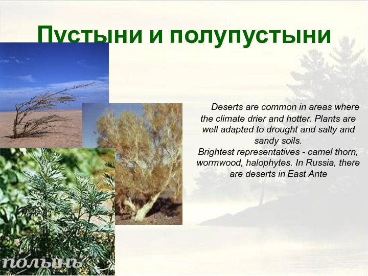 Пустыни и полупустыни   Deserts are common in areas where the