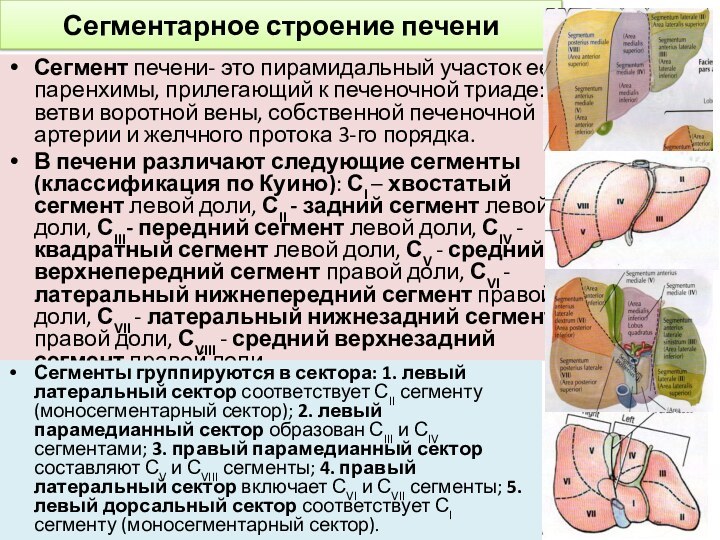 Сегментарное строение печениСегмент печени- это пирамидальный участок ее паренхимы, прилегающий к печеночной