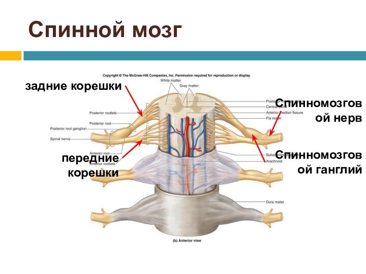 Спинной мозгзадние корешкипередние корешкиСпинномозговой нервСпинномозговой ганглий