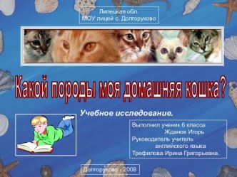 Какой породы моя домашняя кошка?