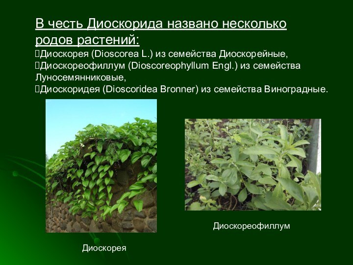 В честь Диоскорида названо несколько родов растений:Диоскорея (Dioscorea L.) из семейства Диоскорейные,Диоскореофиллум