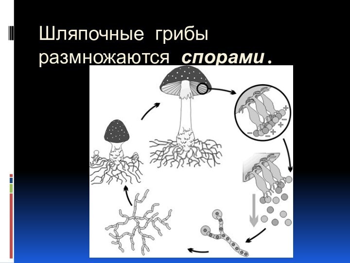 Шляпочные грибы размножаются спорами.