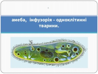 амеба,   інфузорія – одноклітинні тварини.