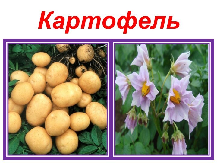 Картофель