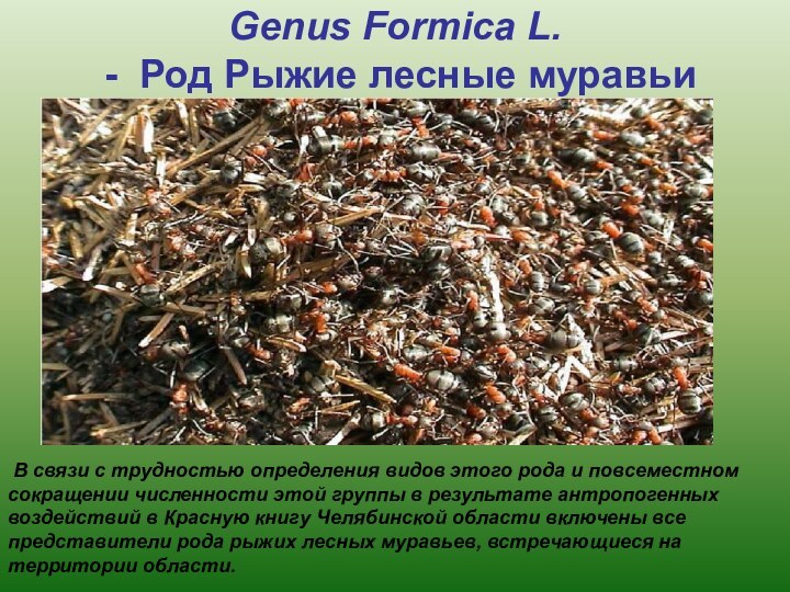 Genus Formica L.  -  Род Рыжие лесные муравьи   В связи