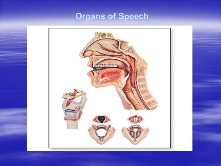 Organs of Speech             работ