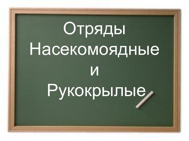 Отряды  Насекомоядные  и  Рукокрылые