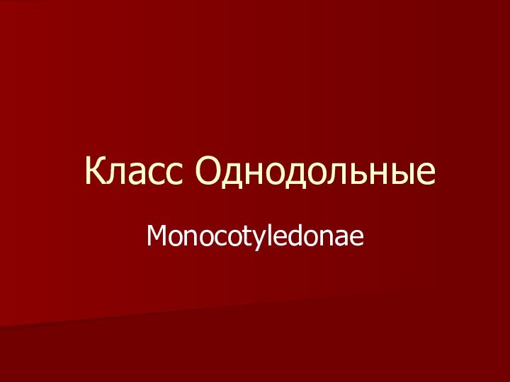 Класс ОднодольныеMonocotyledonae