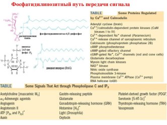 Фосфатидилинозитный путь передачи сигнала