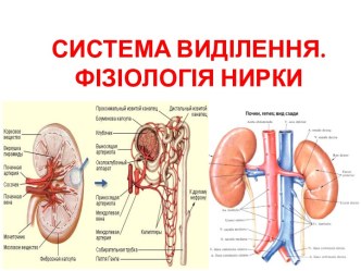 СИСТЕМА ВИДІЛЕННЯ. ФІЗІОЛОГІЯ НИРКИ