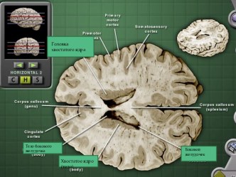 Строение мозга человека